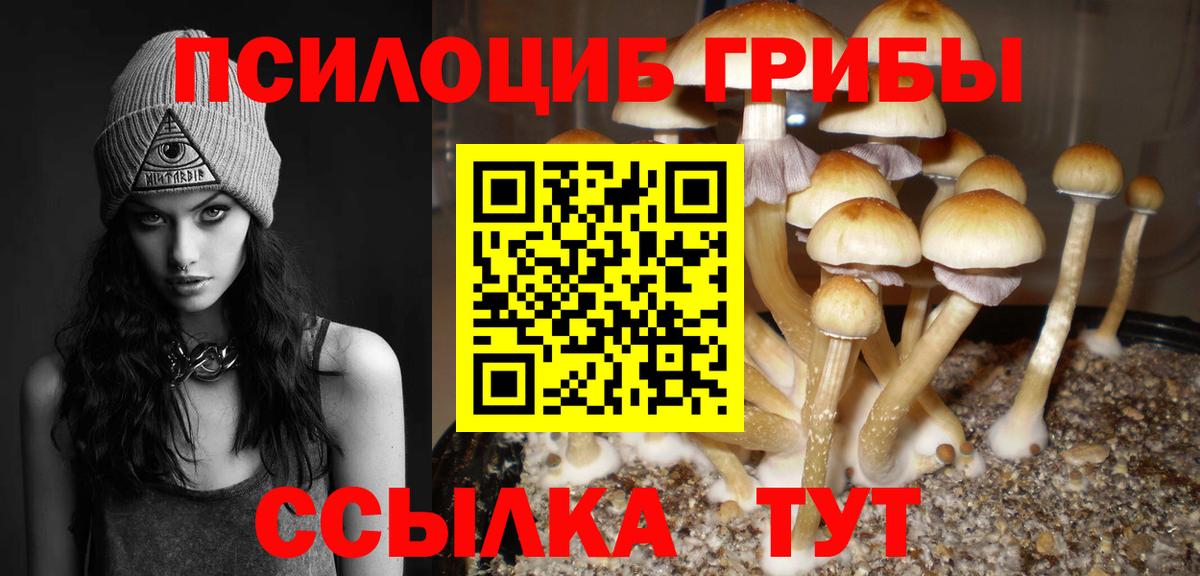 где продают   Архангельск  Галлюциногенные грибы Psilocybine cubensis 